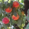 Peach tree