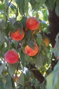 Peach tree